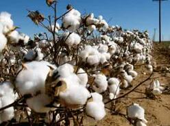 棉纺织企业原料采购环比增加 产品产销略有放缓